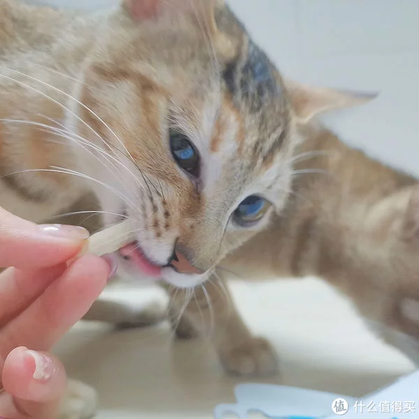 猫咪零食推荐|选购猫咪零食的时候”