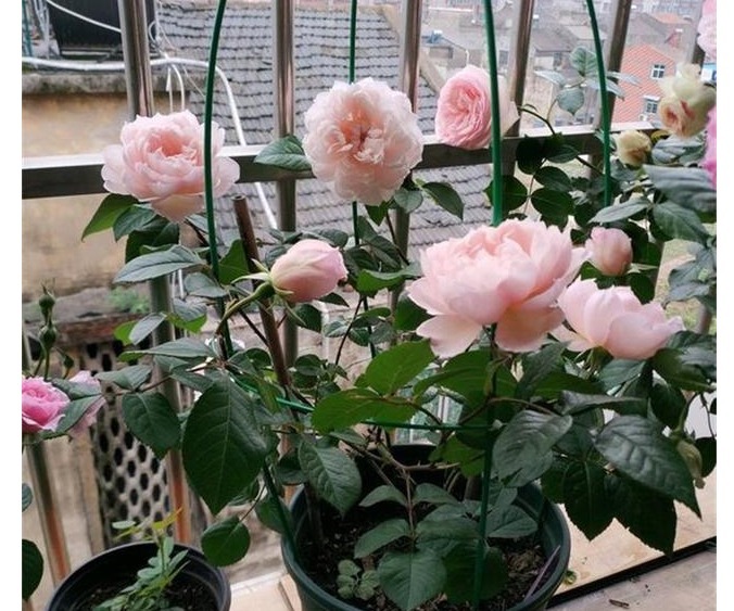 养月季，用这些生活中的“氮磷钾钙肥”，用好了开花一茬