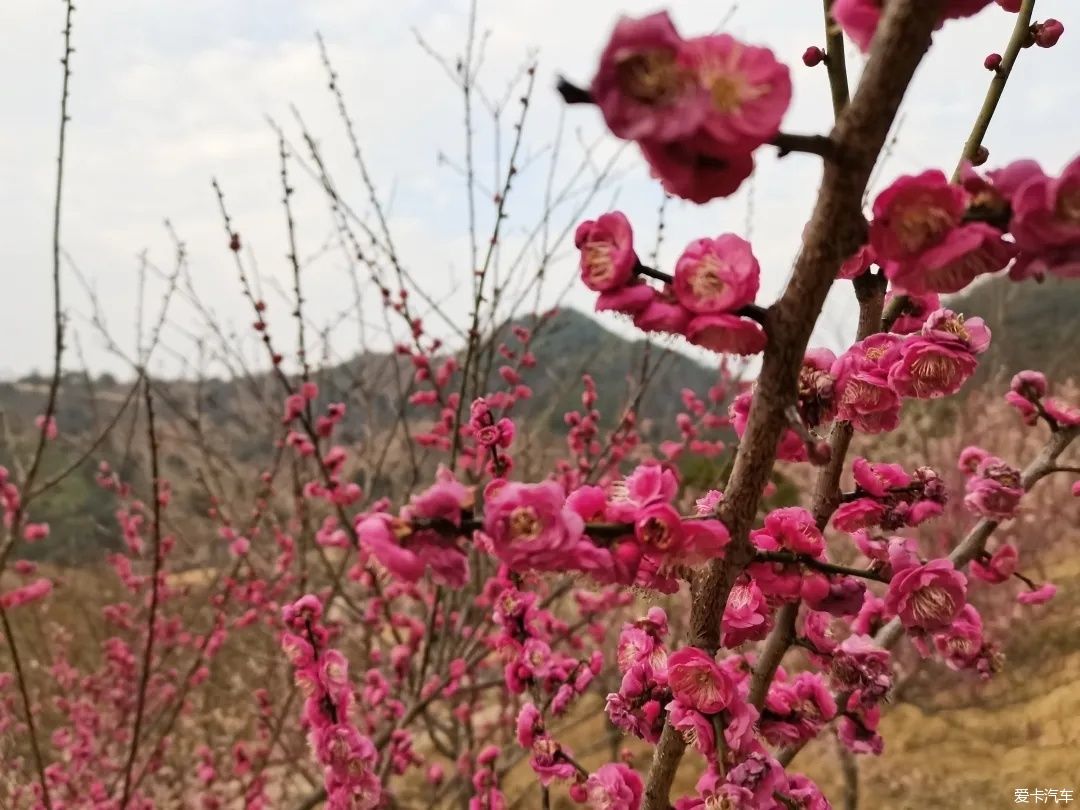 虞美人|赏傲骨寒梅