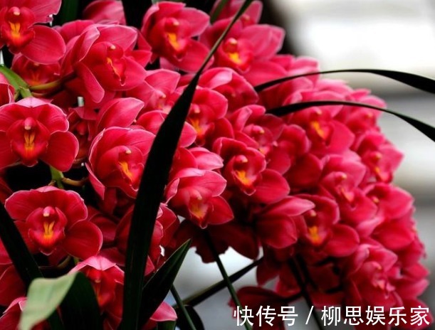 叶片|养大花蕙兰，盆里来点“壳”，花多、叶片绿，一开就是大半年