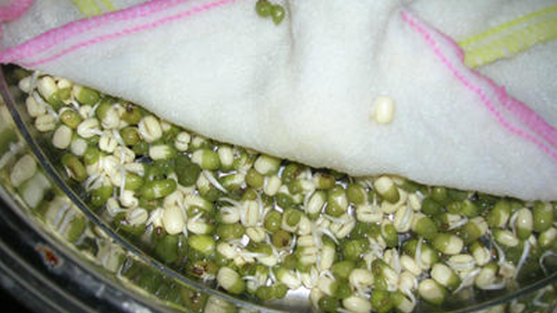 想吃豆芽不用买,教你自己发豆芽,特别简单