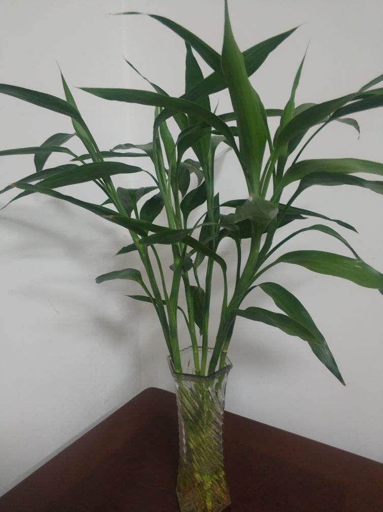 这5种绿植，一看就很有“富贵相”，放家里很养眼，寓意也很好