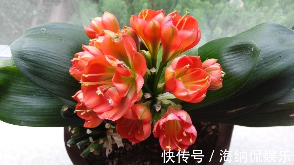 叶片|九月开始养君子兰，选对土壤再换盆，用1种肥，养成“大白菜”