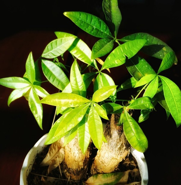 财意|4种名字带“财意”的植物,是吉祥的观赏花,家里有空建议养一盆