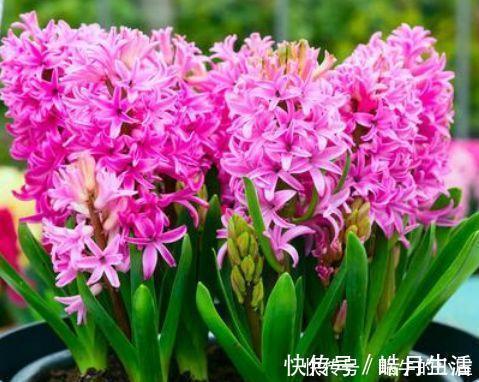 龙吐珠龙吐珠|阳台养这几朵花，花开不断，一盆千百朵，枝头花苞满