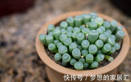 棒状|多肉五十铃玉叶形如小棒，顶端带有透明的窗，并且开花也好看