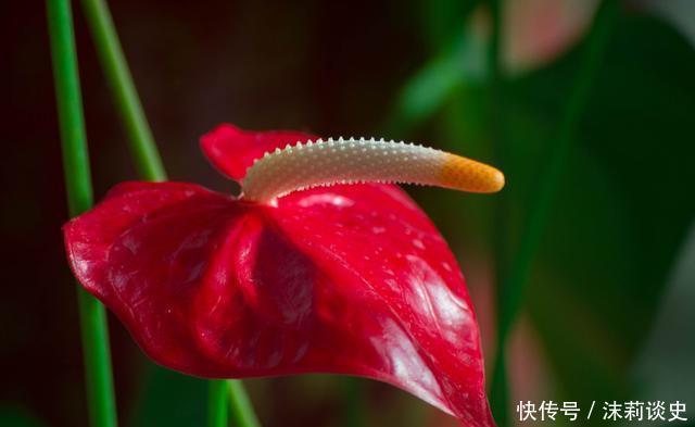 几款小花便宜又好养,开花爆盆花期长,花大色艳真漂亮