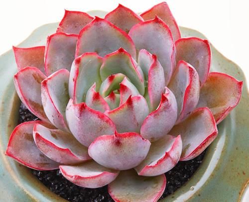  看上去很|盘点10款粉色系多肉，各有各的美，粉萌可爱，你最喜欢哪种？