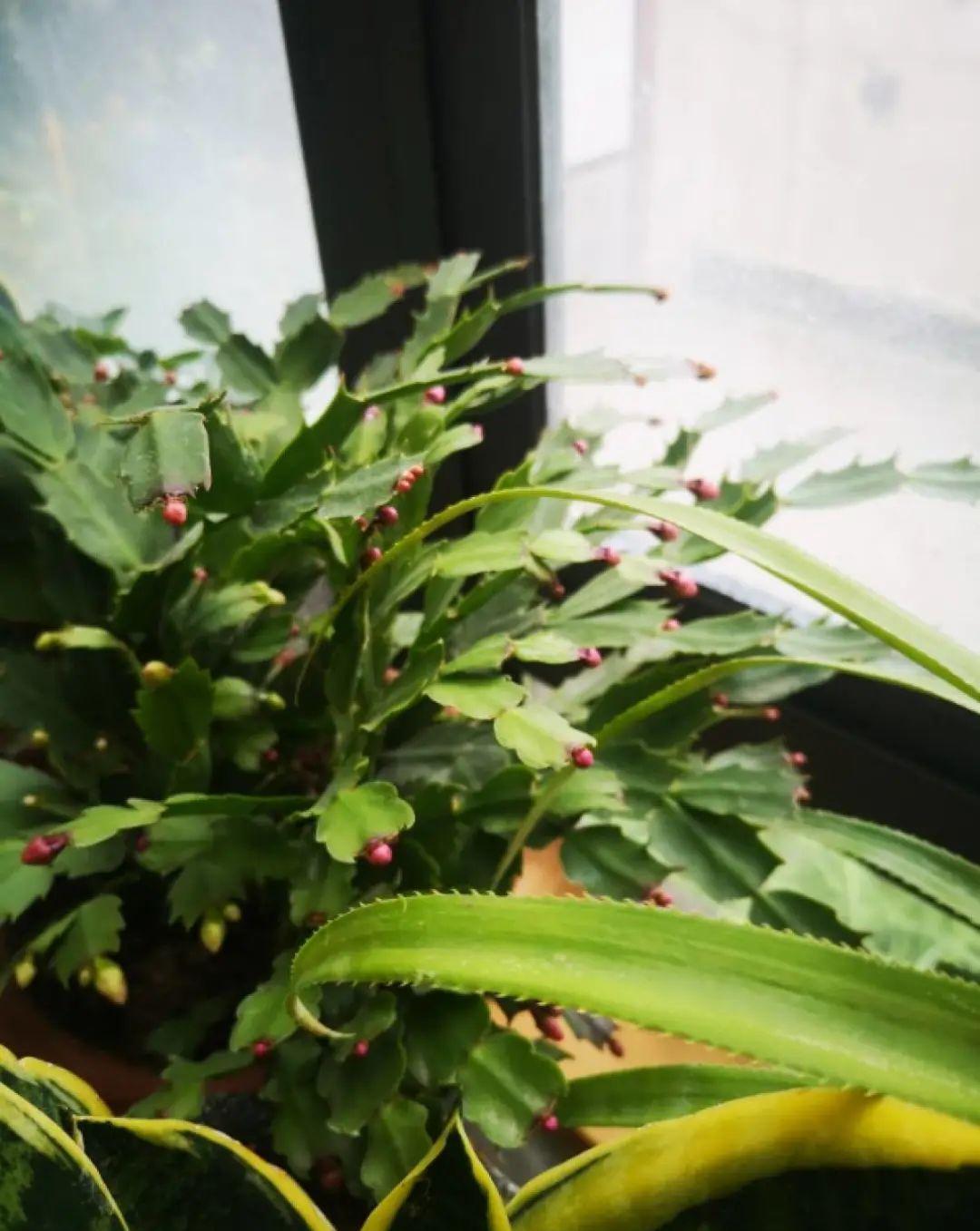 10种花,现在抓紧剪,更抗冻、好过冬!