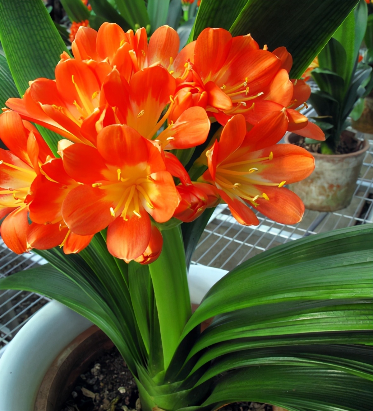 发育不良|君子兰催花有技巧,换盆会遇到什么问题,夹箭怎么处理