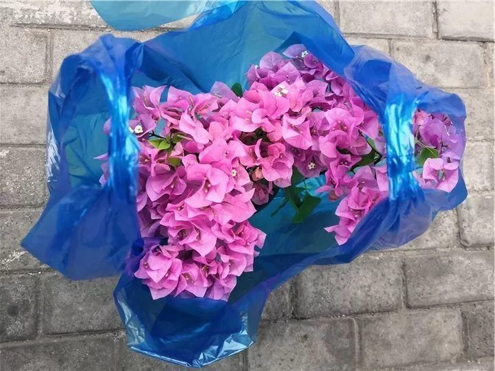 竹芋|11月,千万别买这种花,养不活惹一肚子气