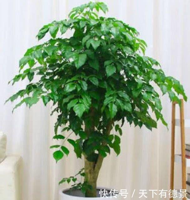 观赏价值|养花就养这几款，郁郁葱葱，四季常青，有很高的观赏价值