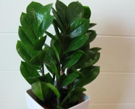 “金钱树”长得快,就靠这4招,片片“金钱叶”,蹭蹭猛长个!