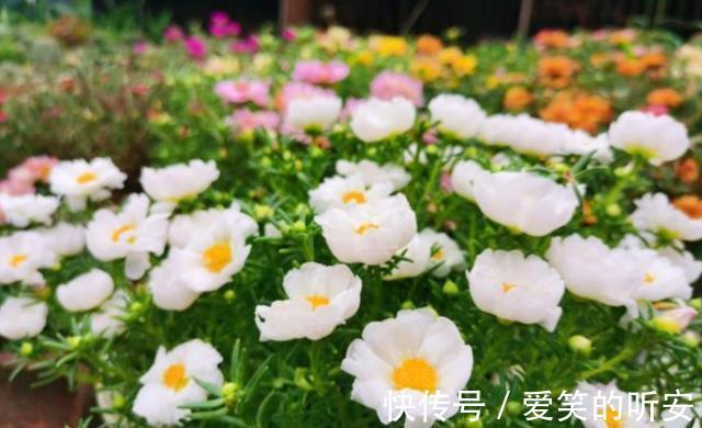 太阳花|逛花市碰到这三种花，一定要买一盆，它们都是夏季开花“劳模”