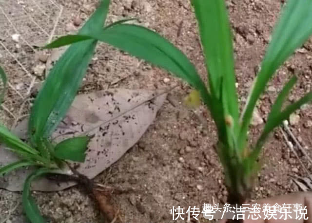 老家|农村此种野草像极了“竹叶”，50元一斤成了稀罕货