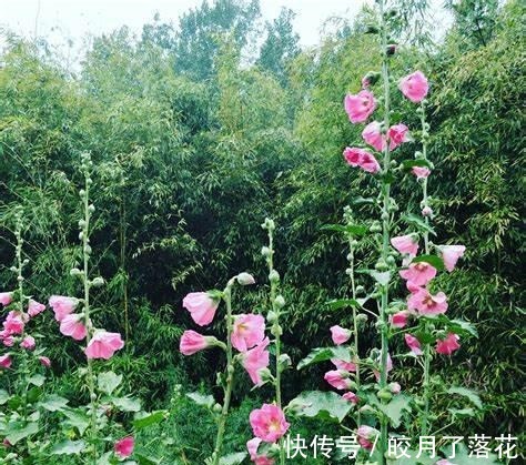 波斯菊|养花试试这几款,从春季到冬季,几乎开花不停歇!