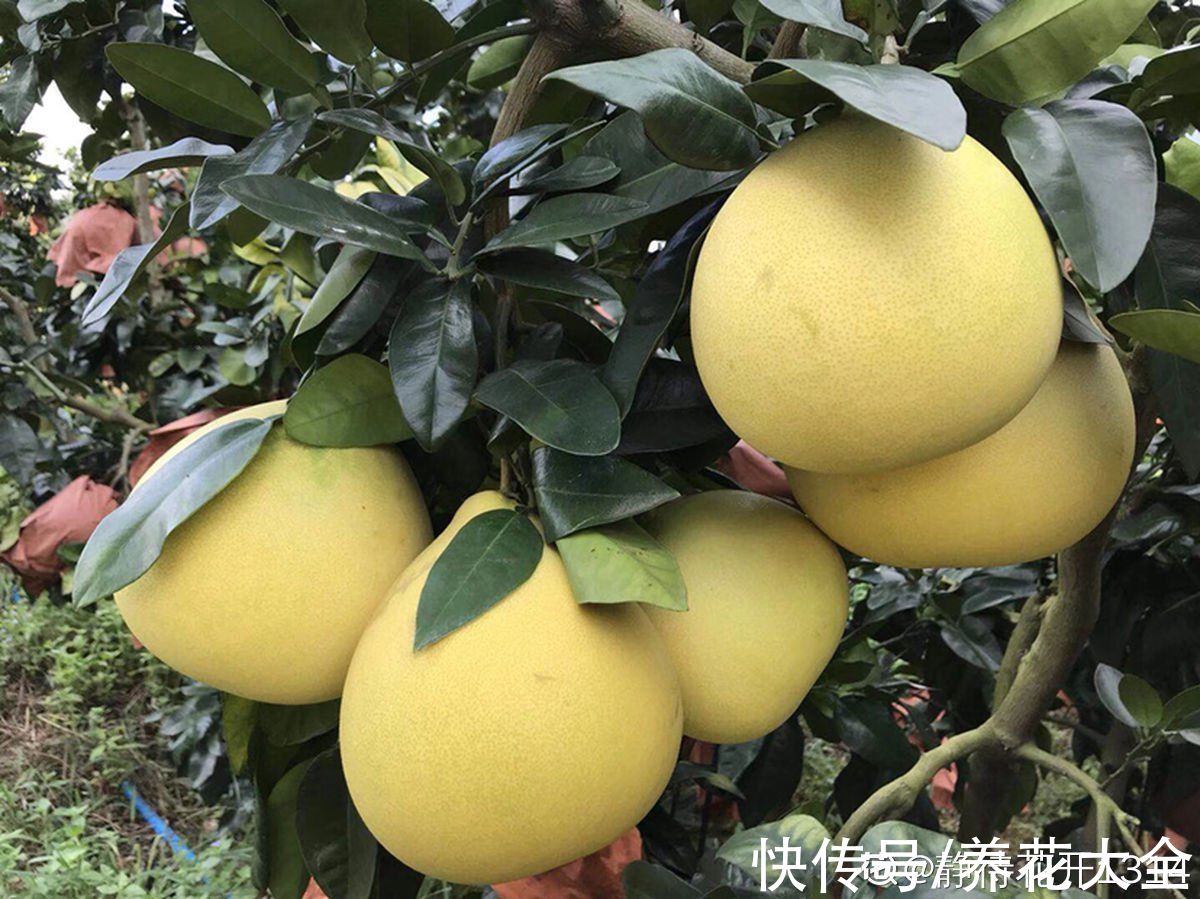 柚子树|4种果树，种在院子里特旺宅，还有时令水果免费吃