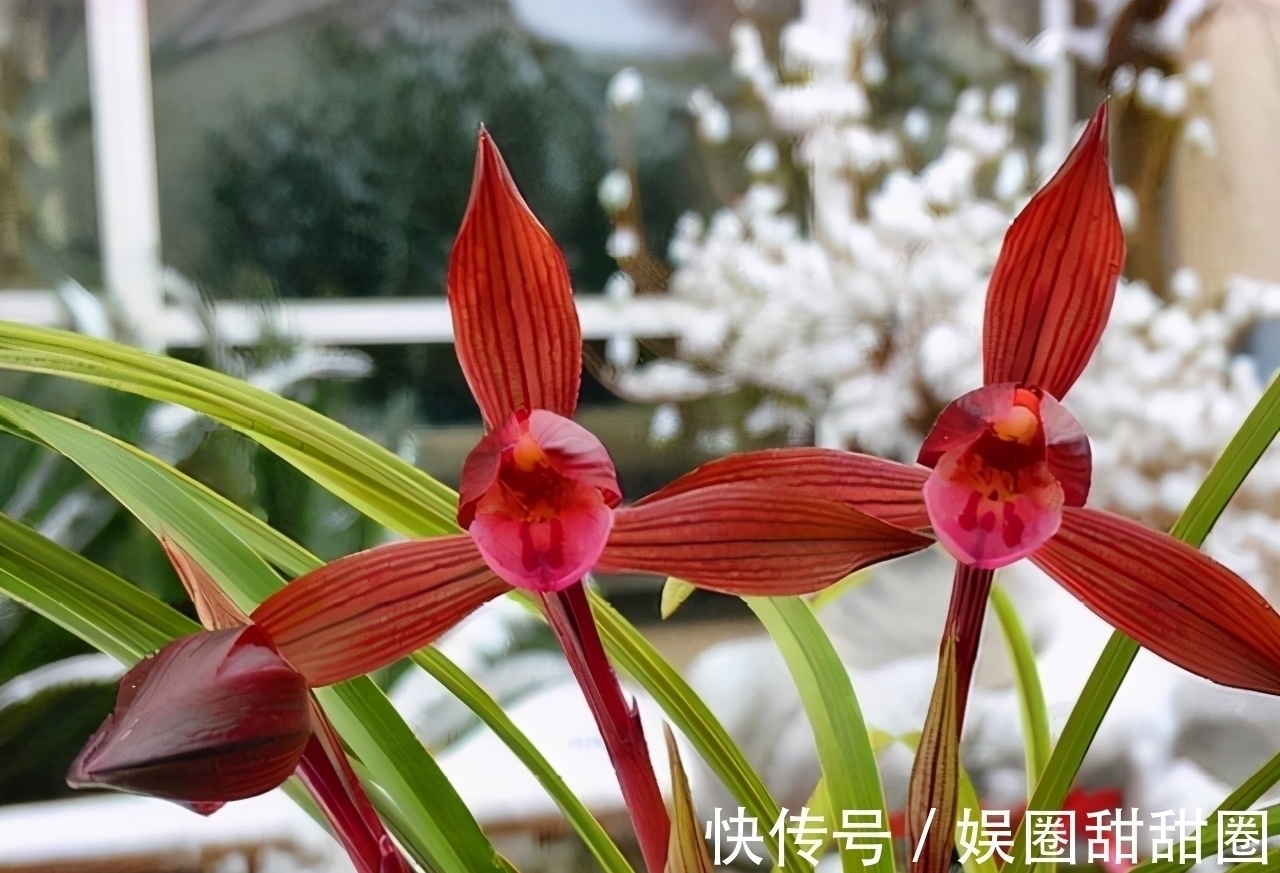 春兰十大红素之首“醉红素”,花色妖艳,兰香浓郁,新手也能养好