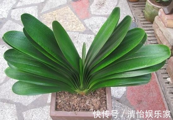 烂根|君子兰夏天容易烂根赶紧砍一刀,栽土里还能重新长!