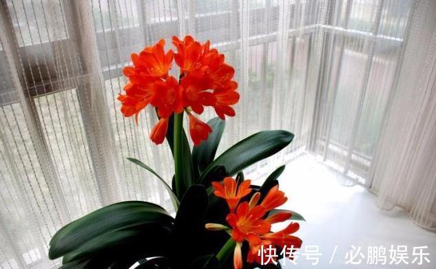 这“2种”肥,君子兰吃了,叶子油亮长得壮,花剑猛冒开花旺!