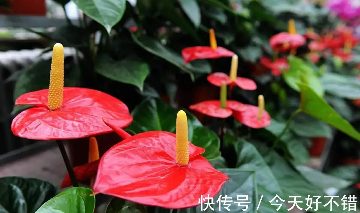 秋冬季节适合养红掌,花朵鲜艳,寓意好,越养越顺心