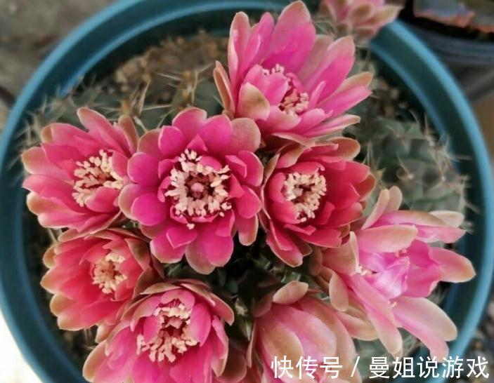 霸气“旱养花”就选这1种,家里养一盆,子子孙孙,越养越多