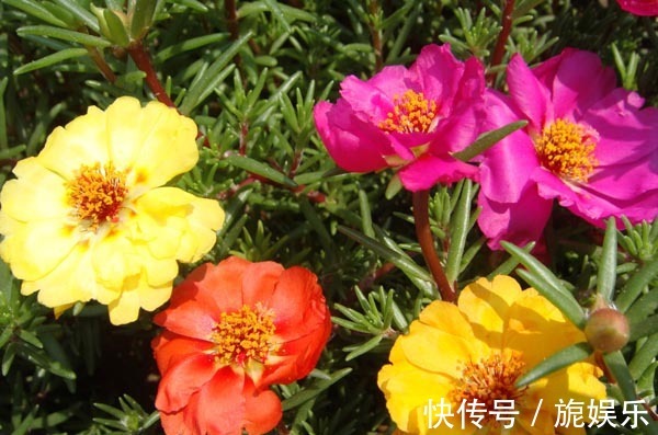 开花|浇水才能爆盆,这些花卉,浇水越多,开花就越旺,花朵美艳又迷人