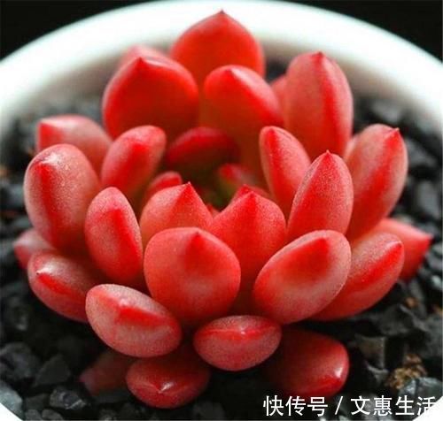 多肉红宝石变红很简单,秘诀只有3个字,1分钟学会,火红又明亮