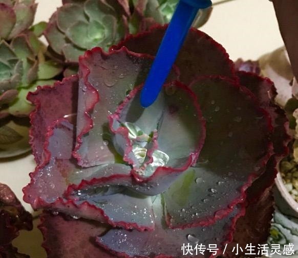 阳台养多肉的经验,这5点掌握了,或许在阳台一样养出极品多肉!