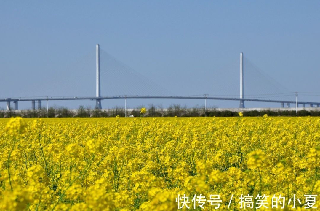 五彩|赶趟末班车，去长兴岛赏千亩五彩油菜花田