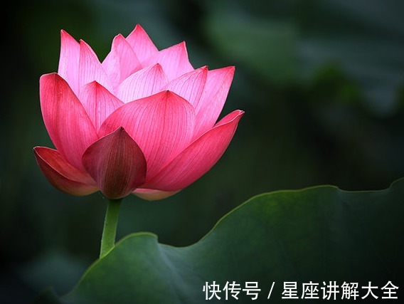 桃花|到了10月中旬，4属相吉星庇佑，事业进步，桃花朵朵，日子喜洋洋