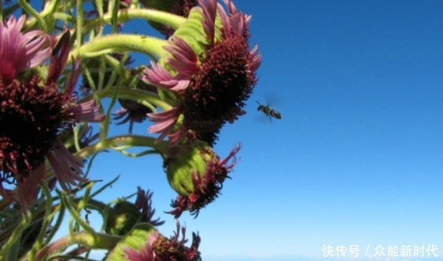 60年开一次花之后就会死亡，只生长在火山口周围，一颗不便宜吧