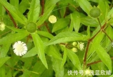 遇见|它的茎叶瘦长，折断会流出黑色汁液，遇见挖回家
