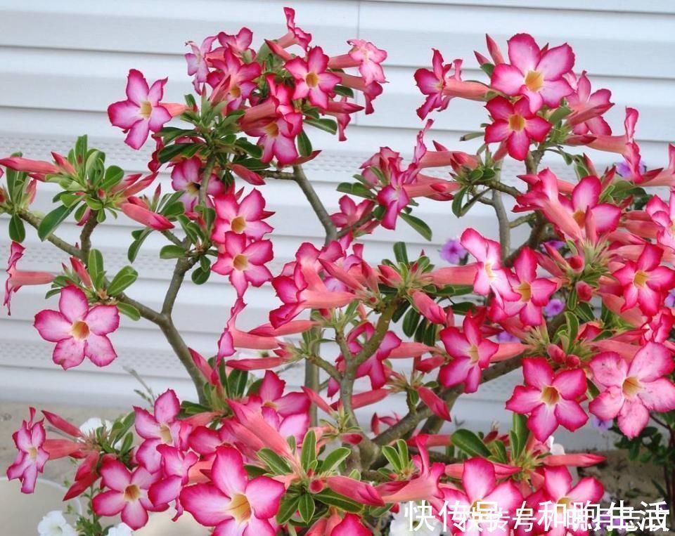 这花超耐旱，放客厅一个月不浇水，照样开满花