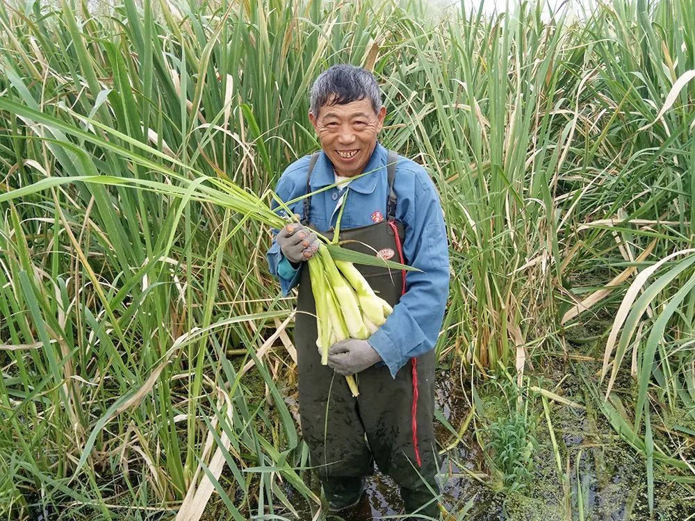 市场|野生的水塘里一长一大片，拔下就能生吃，市场上5元一斤