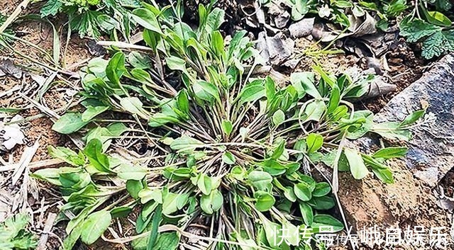 荠菜|农村1种“趴地菜”，如今60元一斤却没人种，以后见到别错过