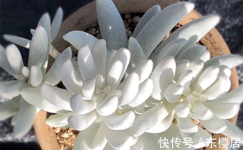 多肉植物|叶片裹在蚕丝，里的趣味多肉植物银月