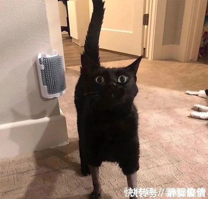 插画$插画家画了几只猫,被网友吐槽瞎画,放上原照后,人们直接无语