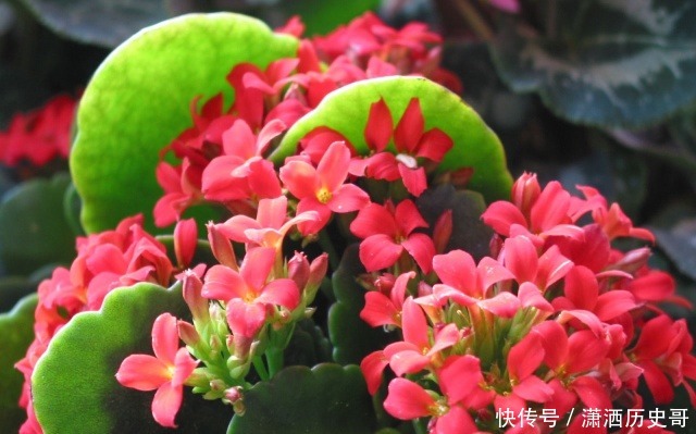 长寿花爆盆技巧有哪些，知道这些方法，养护起来更加轻松！