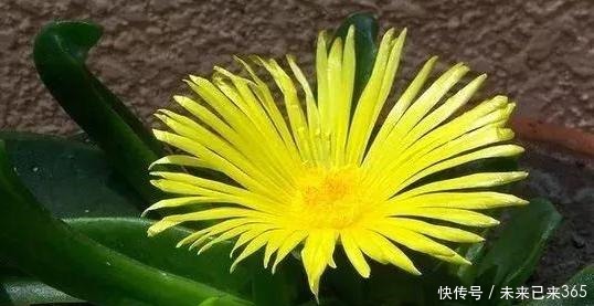 泥土|此款多肉外形似手掌,可开出漂亮的黄花,盆栽管理需做到4点