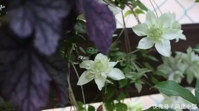  种植|家里有院子不如搞个种植池，这几样植物推荐给你