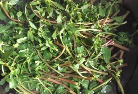 农村常见此野菜,绿油油正鲜嫩,和鸡蛋炒着吃,现在当时要抓紧