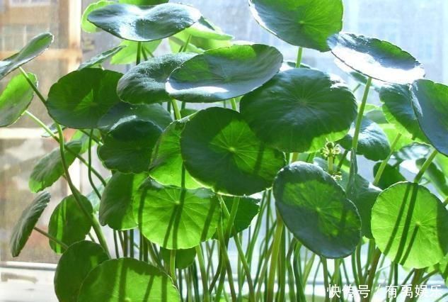 增肥|铜钱草越养越“瘦小”吃点“增肥水”,半月不到,蹭蹭胖2圈
