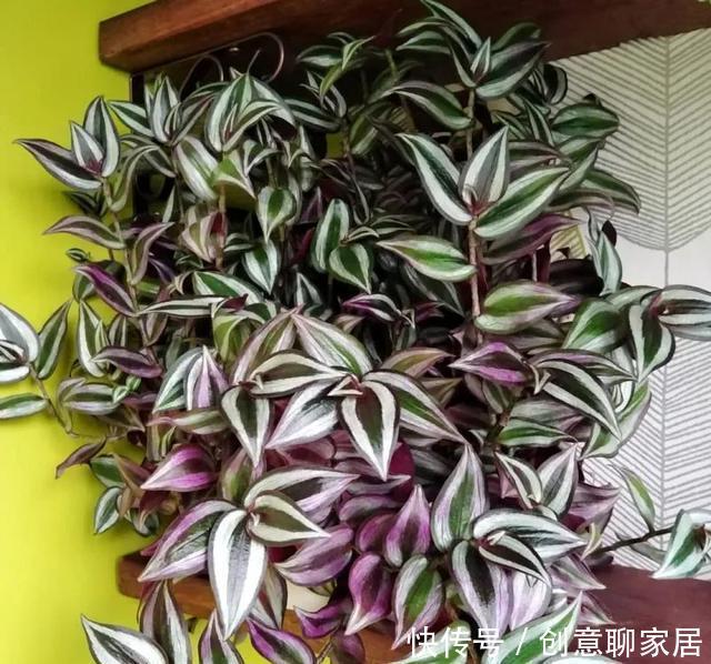 插土就能活!大半个月不用浇水,繁殖掐枝就能活,适合懒人