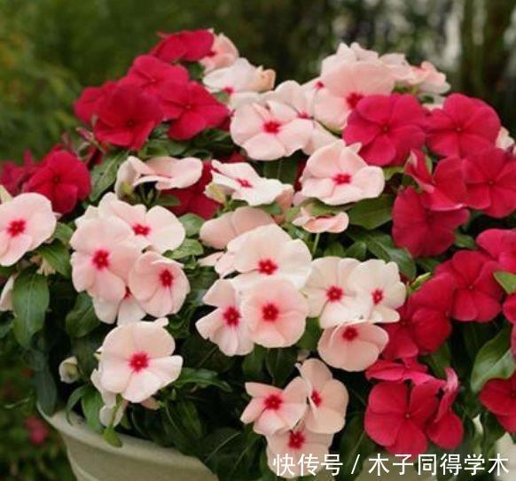 爆盆|4种花深受花友的喜欢,开花爆盆很简单,花色多,一盆能养一辈子
