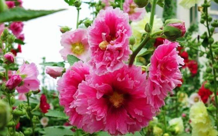 开花|此几款花卉,沾土就活,懒人新手都能养好