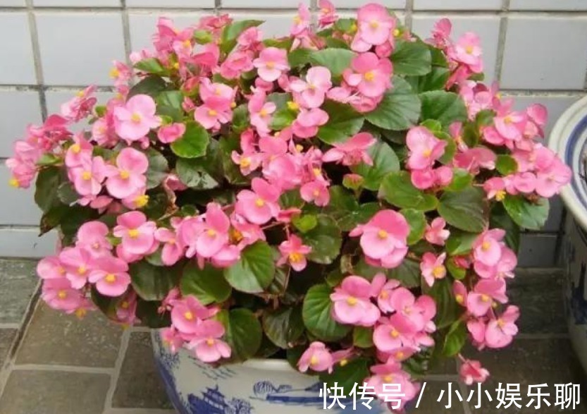 浇花|早上、中午、晚上浇花“区别大”难怪总是养不好花,要这样浇!