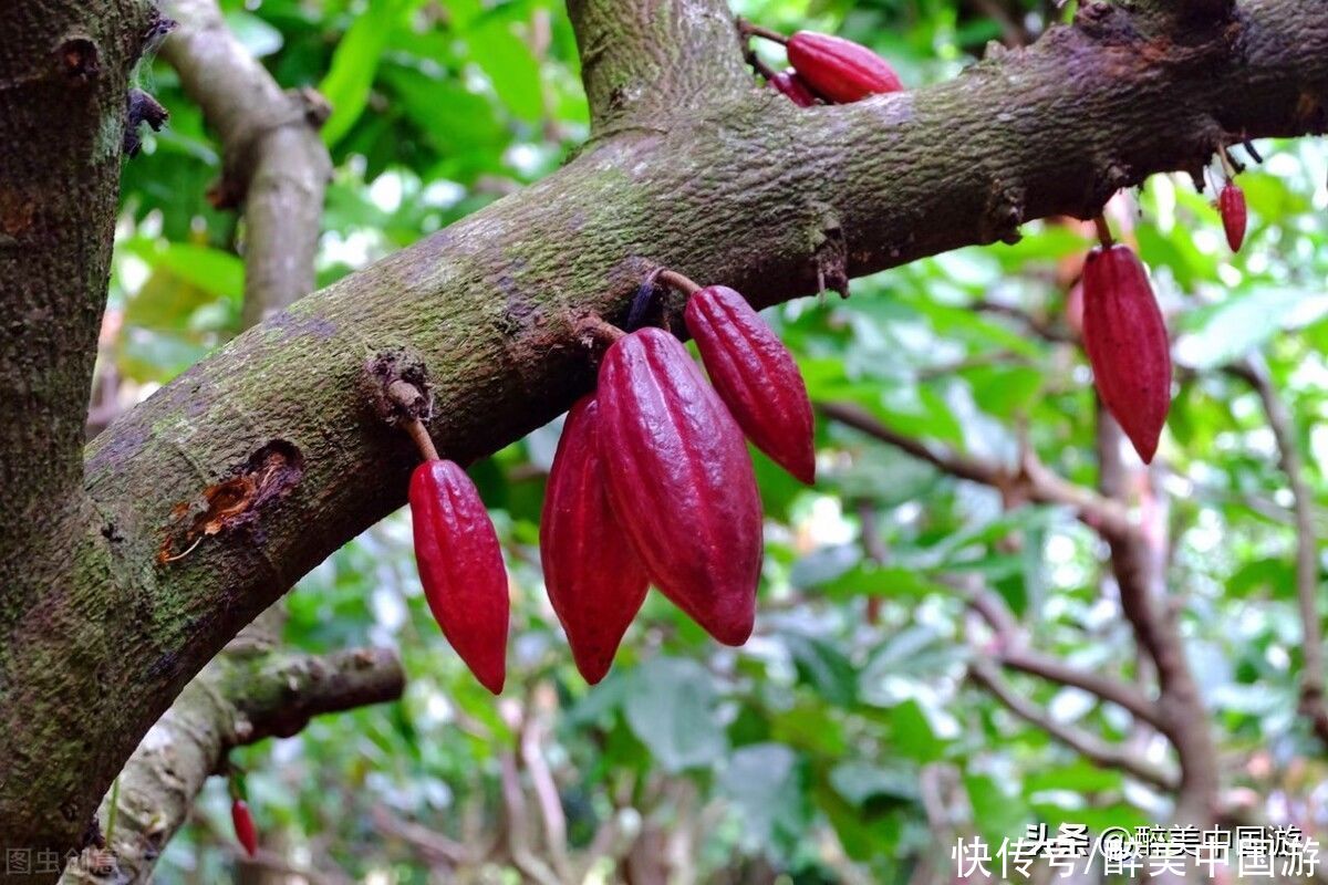 奇花异草|这3处亲子游景点，是当地最具代表性的休闲胜地，有趣好玩