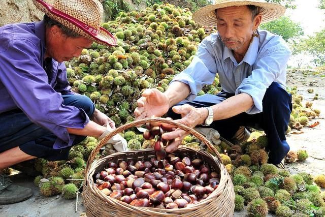  板栗|板栗越大越好吃大错特错，“母板栗”才是又香又甜口感好