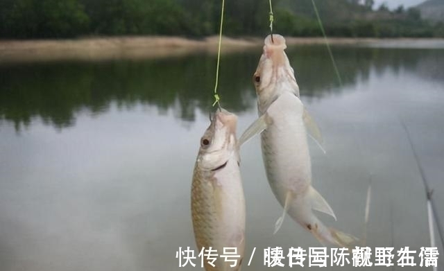 野钓|野钓鲫鱼,别人连杆不断你却不上鱼,有可能是这三个原因导致的